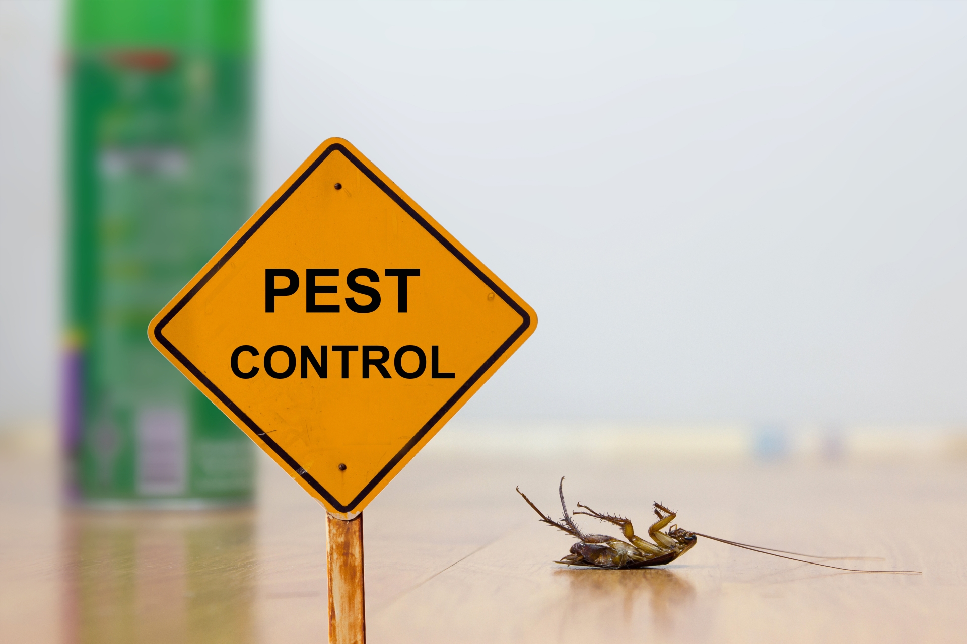 24 Hour Pest Control, Pest Control in Surbiton, Long Ditton, KT6. Call Now 020 8166 9746