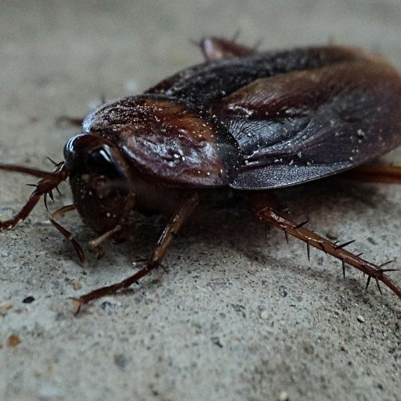 Cockroaches, Pest Control in Surbiton, Long Ditton, KT6. Call Now! 020 8166 9746