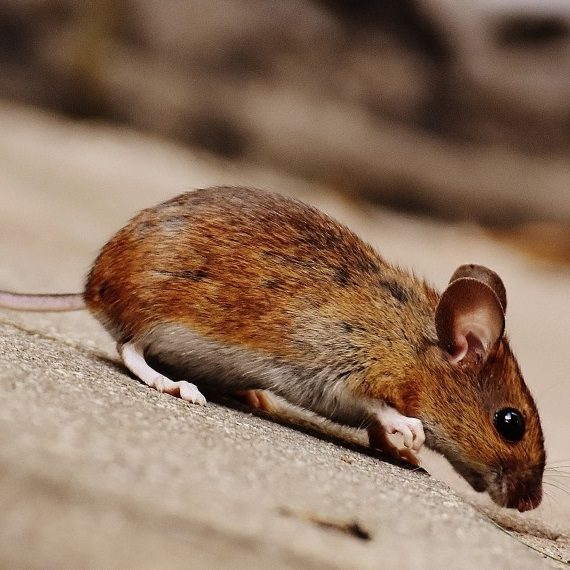 Mice, Pest Control in Surbiton, Long Ditton, KT6. Call Now! 020 8166 9746