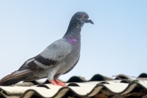 Pigeon Control, Pest Control in Surbiton, Long Ditton, KT6. Call Now 020 8166 9746
