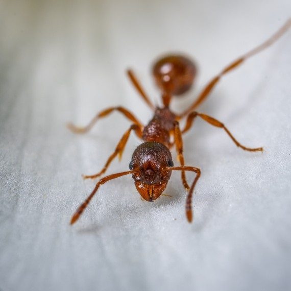 Field Ants, Pest Control in Surbiton, Long Ditton, KT6. Call Now! 020 8166 9746