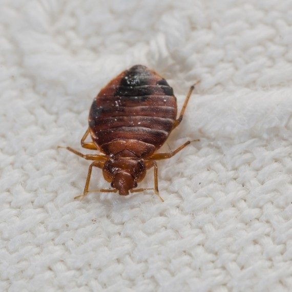 Bed Bugs, Pest Control in Surbiton, Long Ditton, KT6. Call Now! 020 8166 9746