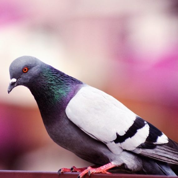 Birds, Pest Control in Surbiton, Long Ditton, KT6. Call Now! 020 8166 9746