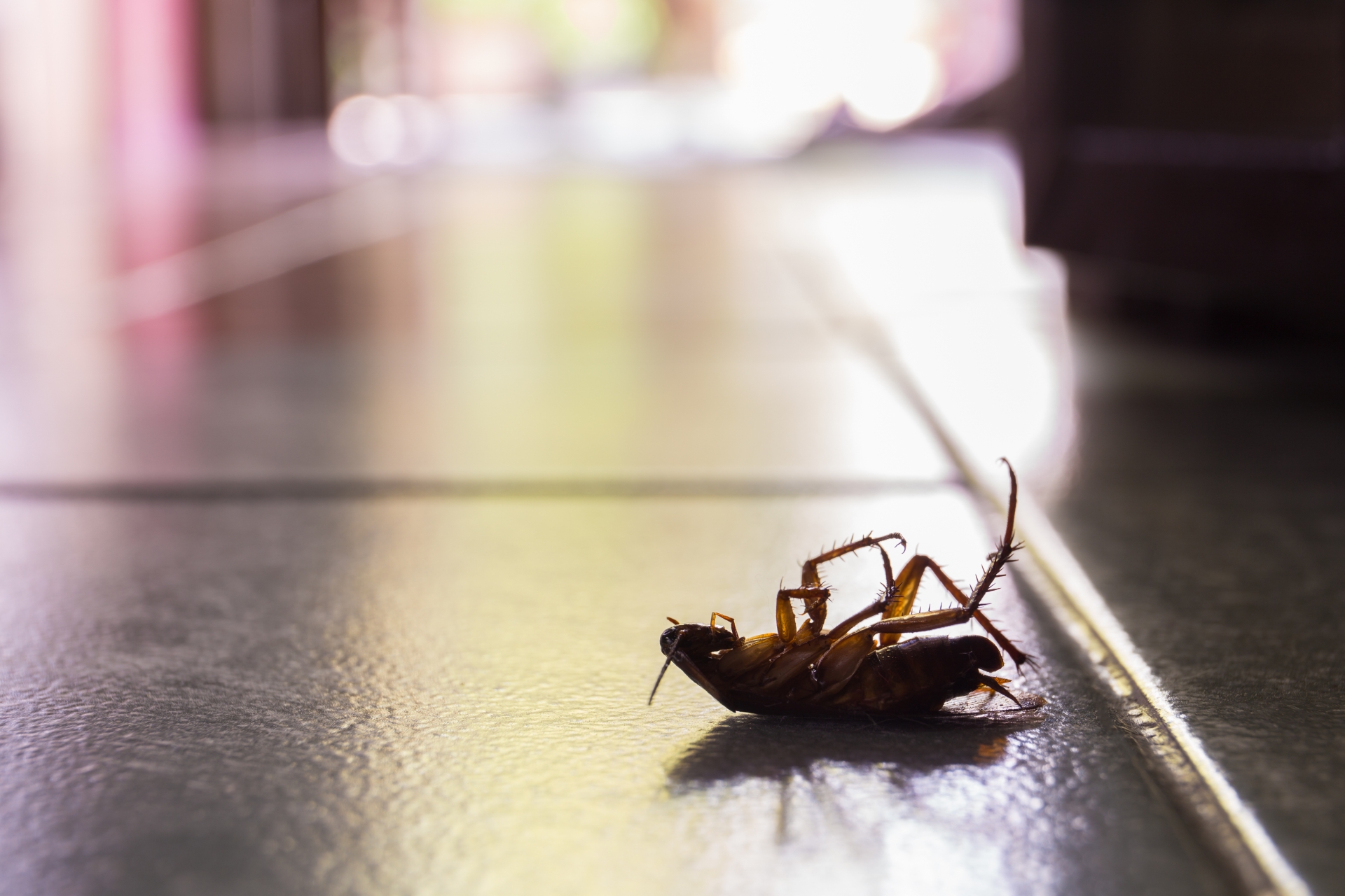 Cockroach Control, Pest Control in Surbiton, Long Ditton, KT6. Call Now 020 8166 9746