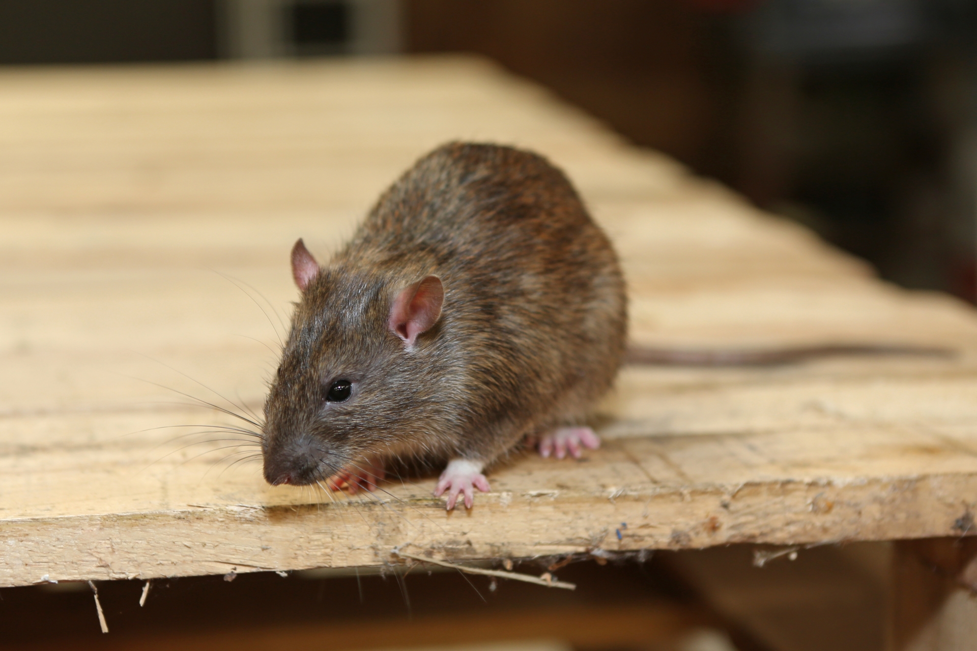 Rat Infestation, Pest Control in Surbiton, Long Ditton, KT6. Call Now 020 8166 9746