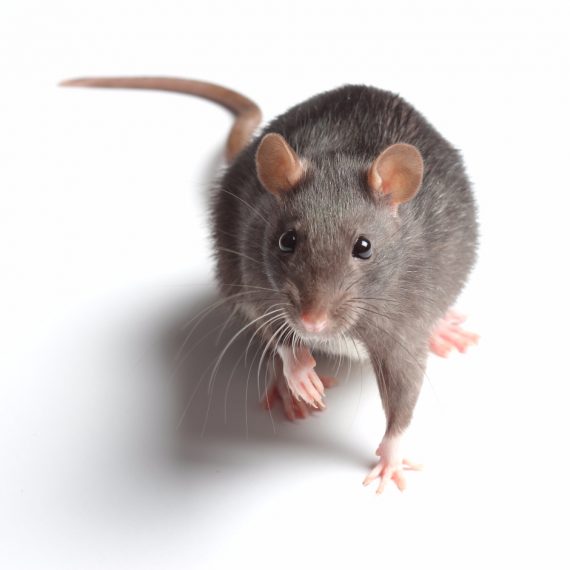 Rats, Pest Control in Surbiton, Long Ditton, KT6. Call Now! 020 8166 9746