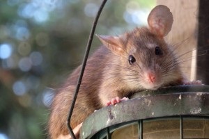 Rat Control, Pest Control in Surbiton, Long Ditton, KT6. Call Now 020 8166 9746