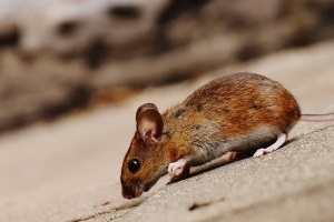 Mice Control, Pest Control in Surbiton, Long Ditton, KT6. Call Now 020 8166 9746