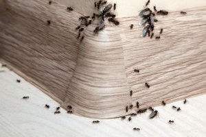 Ant Control, Pest Control in Surbiton, Long Ditton, KT6. Call Now 020 8166 9746
