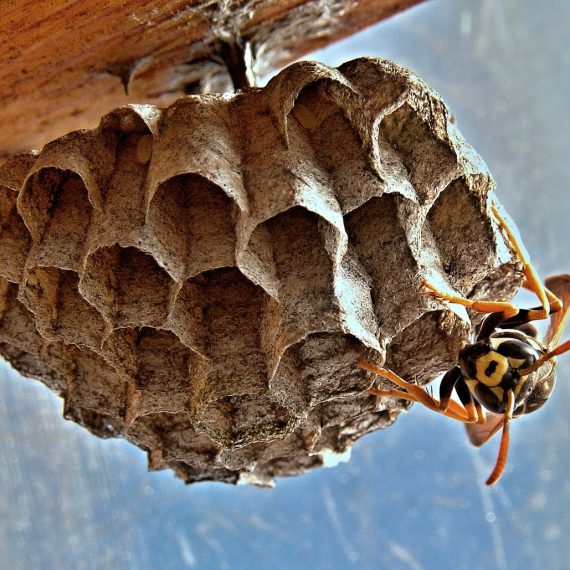 Wasps Nest, Pest Control in Surbiton, Long Ditton, KT6. Call Now! 020 8166 9746
